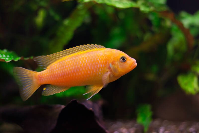 Metriaclima lombardoi also known as kenyi cichlid swimming in a planted freshwater aquarium