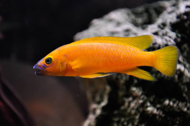 Neolamprologus leleupi commonly known as leleupi cichlid swimming against the rocks in a freshwater aquarium