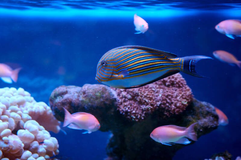 Acanthurus lineatus commonly known as clown tang or blue lined surgeonfish swimming in its natural habitat with other fish in a coral reef