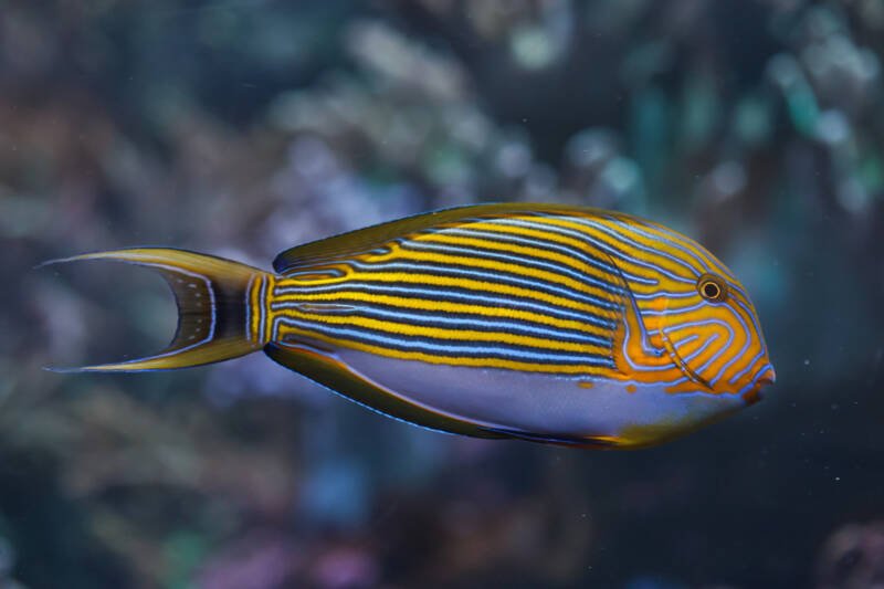Adult specimen of Acanthurus lineatus commonly known as clown tang or blue banded surgeonfish with a deeply forked tail fin on a dark background in a saltwater aquarium