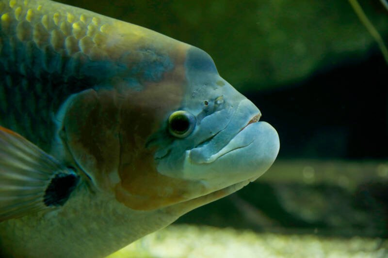 Head of Steatocranus casuarius also known as lionhead cichlid swimming in a freshwater aquarium 