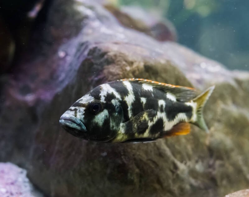 Nimbochromis livingstonii commonly known as Livingston’s cichlid swimming against the rocks in a freshwater aquarium