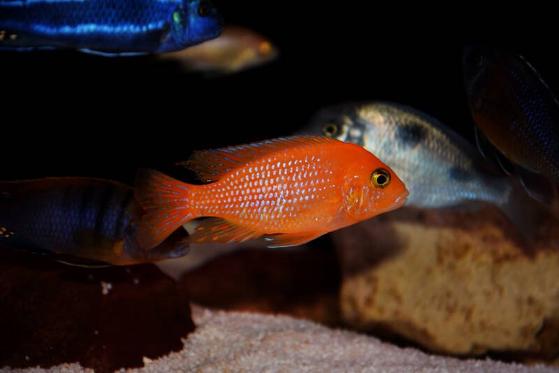 Maylandia estherae commonly known as red zebra African cichlid swimming in a community aquarium with the rocks on the bottom