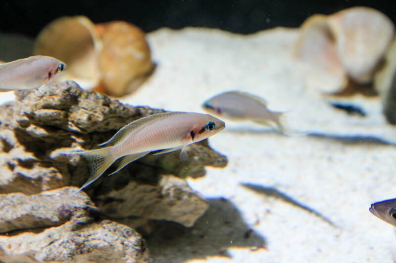 Neolamprologus brichardi commonly known as fairy or lyretail cichlids swimming close to a sandy bottom with rocks in a freshwater aquarium