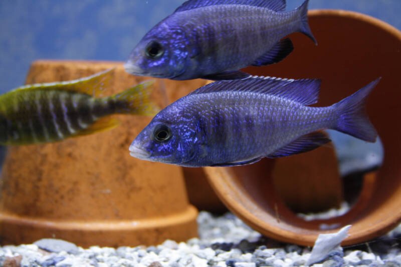A pair of Placidochromis phenochilus also known as mdoca white lips Malawi cichlids swimming in a decorated aquarium