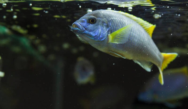 Pseudotropheus acei commonly known as acei cichlid swimming on the surface of freshwater aquarium