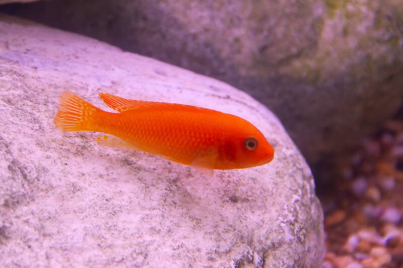 Maylandia estherae also known as red zebra cichlid swimming close to the bottom against the rocks in a freshwater aquarium