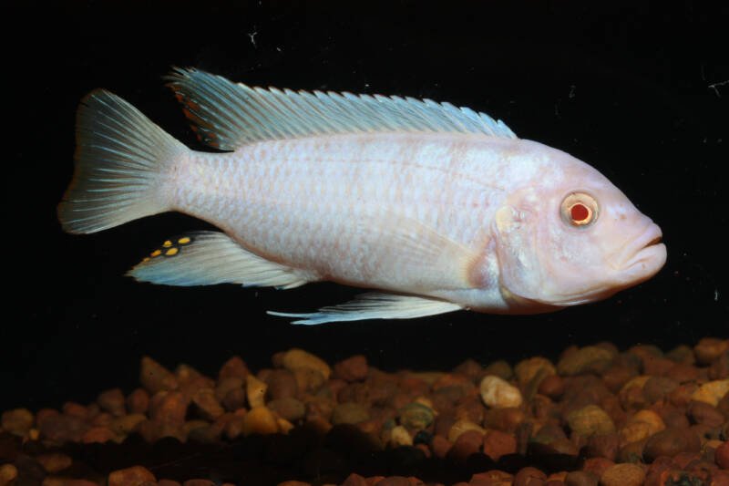 Albino Pseudotropheus socolofi commonly known as snow white or albino socolofi cichlid swimming close to the aquarium's bottom