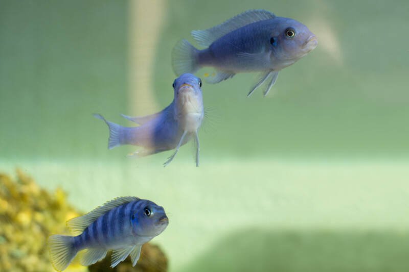 School of Pseudotropheus socolofi commonly known as socolofi cichlids swimming in a freshwater aquarium