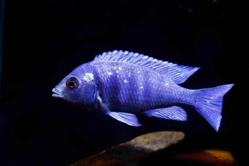 Phenochilus tanzania commonly known as star sapphire cichlid swimming on the black background
