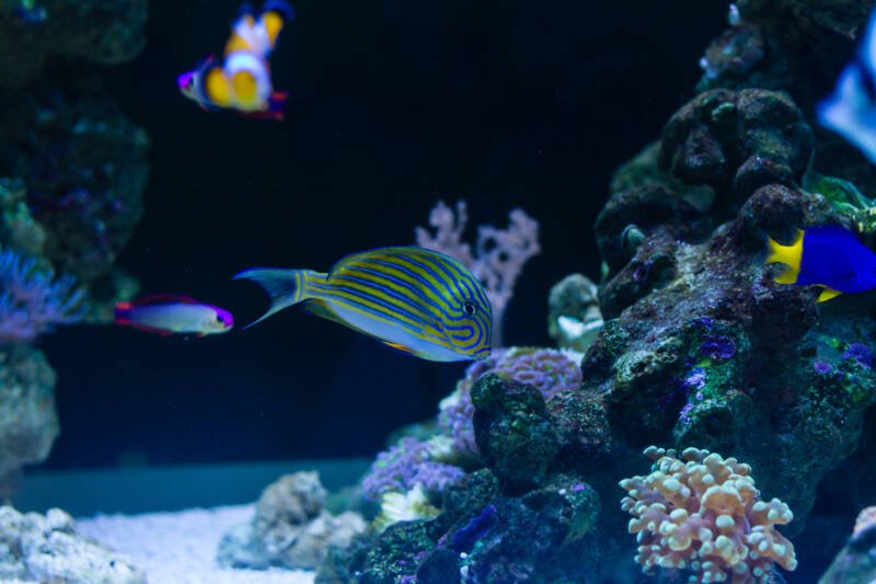 Acanthurus lineatus also known as clown tang swimming with its tank mates in a community saltwater aquarium