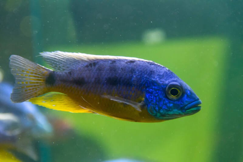 Protomelas steveni also known as taiwan reef cichlid swimming in a freshwater aquarium