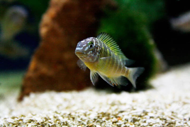 Tropheus moori commonly known as tropheus cichlid swimming near a sandy bottom in a decorated freshwater aquarium