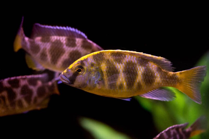 Nimbochromis venustus also known as venustus cichlids schooling together in a freshwater planted aquarium