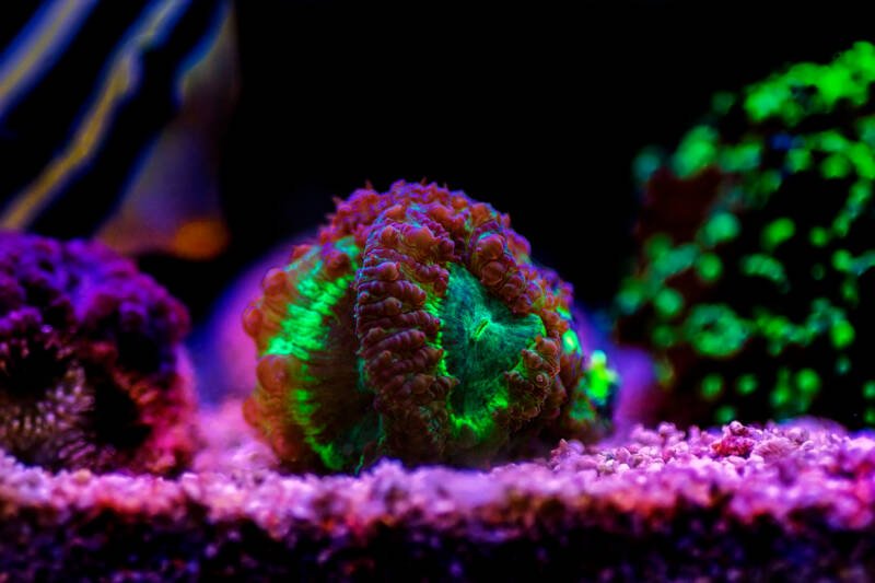 Blastomussa wellsi commonly known as blasto LPS coral in a reef tank