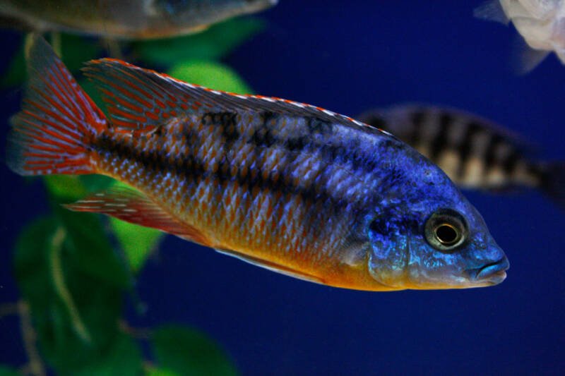 Male of Protomelas taeniolatus also known as red empress cichlid swimming in aquarium