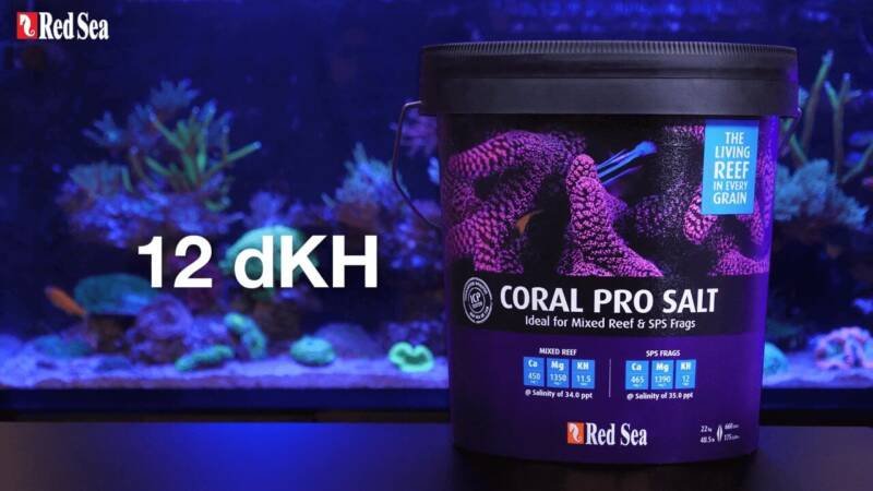 Red sea coral pro salt