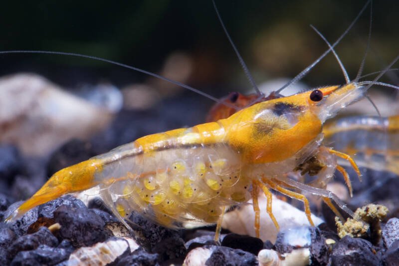 A Neocaridina davidi commonly known as berried yellow rili freshwater shrimp on a dark substrate in aquarium