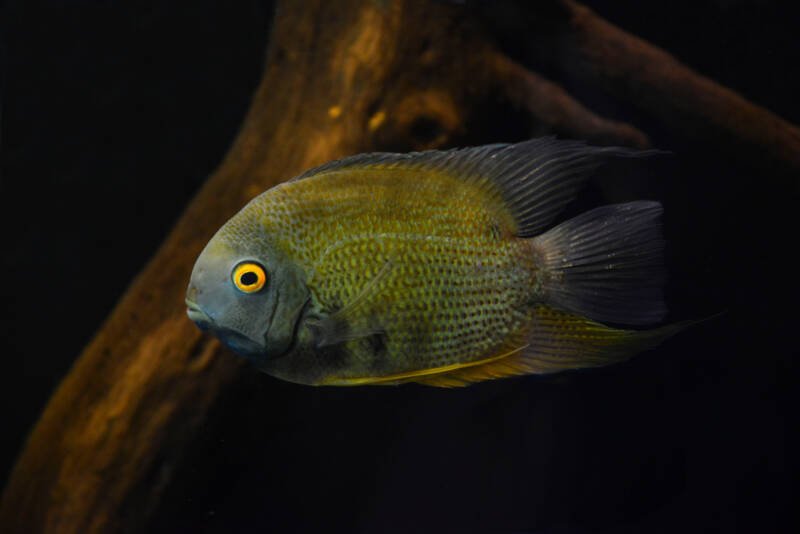 Severum swimming in a aquarium with driftwood on a dark background