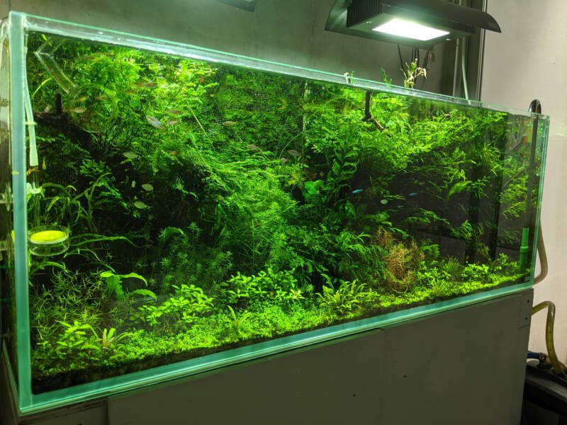 Freshwater planted aquarium made of acryl