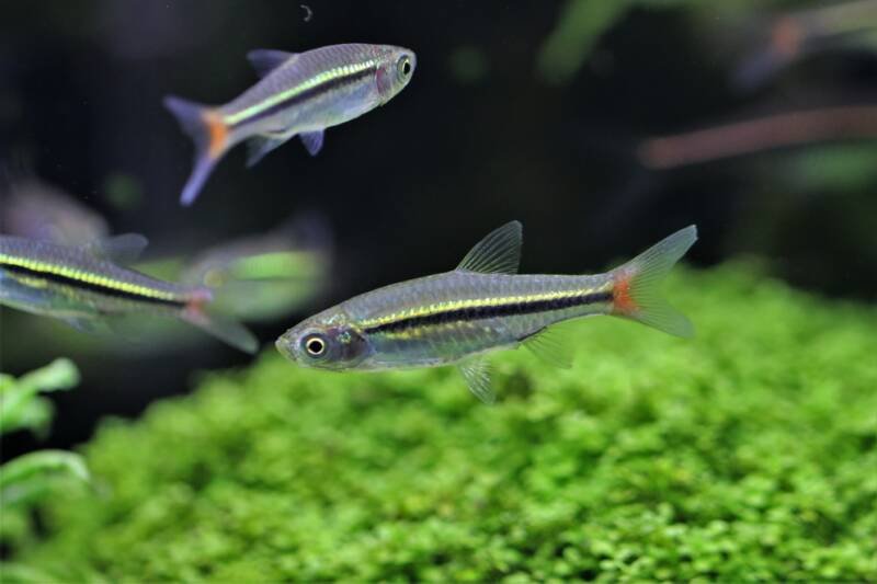 School of Rasbora borapetensis commonly known as blackline rasboras swimming in a planted aquarium