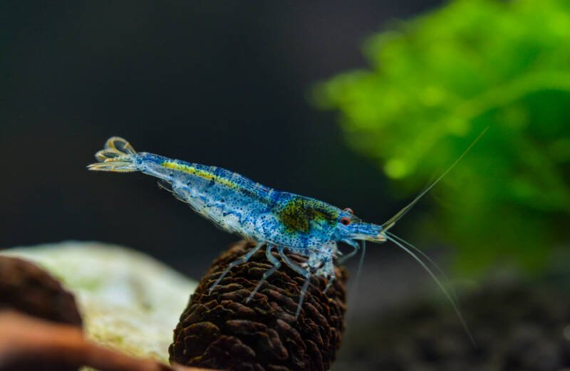 Caridina serrata commonly known as blue aura shrimp standing on a alder cone in a freshwater aquarium