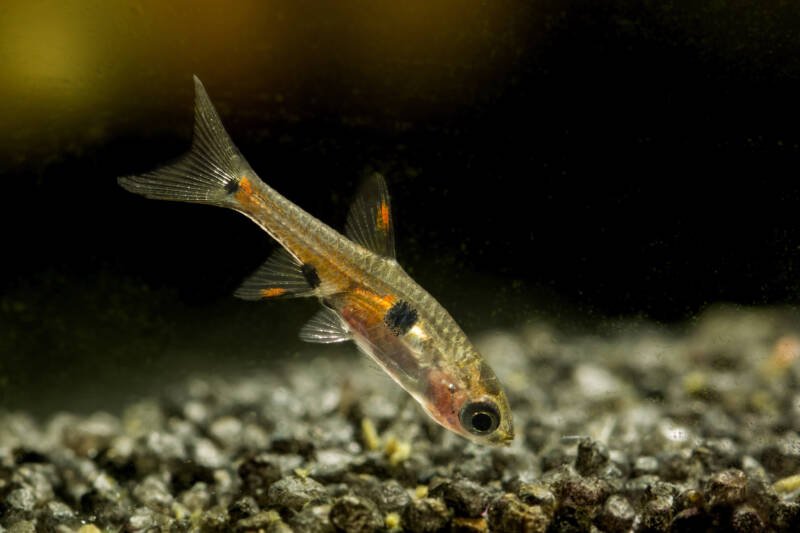 Boraras maculatus commonly known as dwarf rasbora picking up some food from a gravel bottom in an aquarium