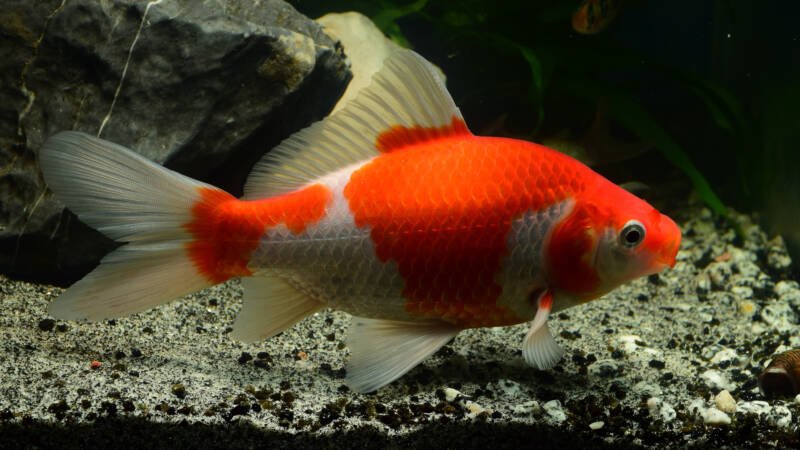 Common goldfish sarasa coloration close up
