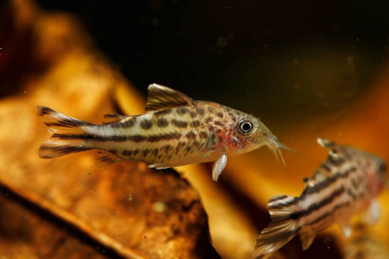 Flagtail corydoras catfish swimming in a blackwater tank with catappa leaves