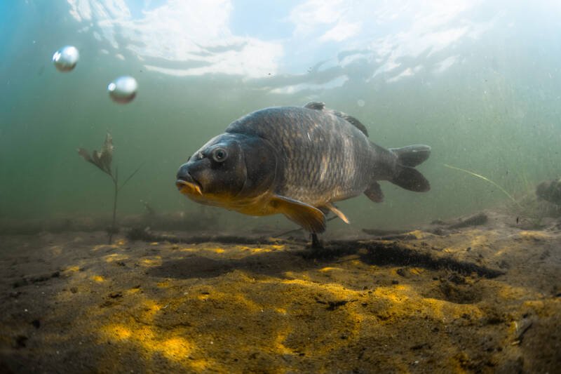 Freshwater fish carp (Cyprinus carpio) feeding with boilie in the beautiful clean pound. Underwater shot in the lake