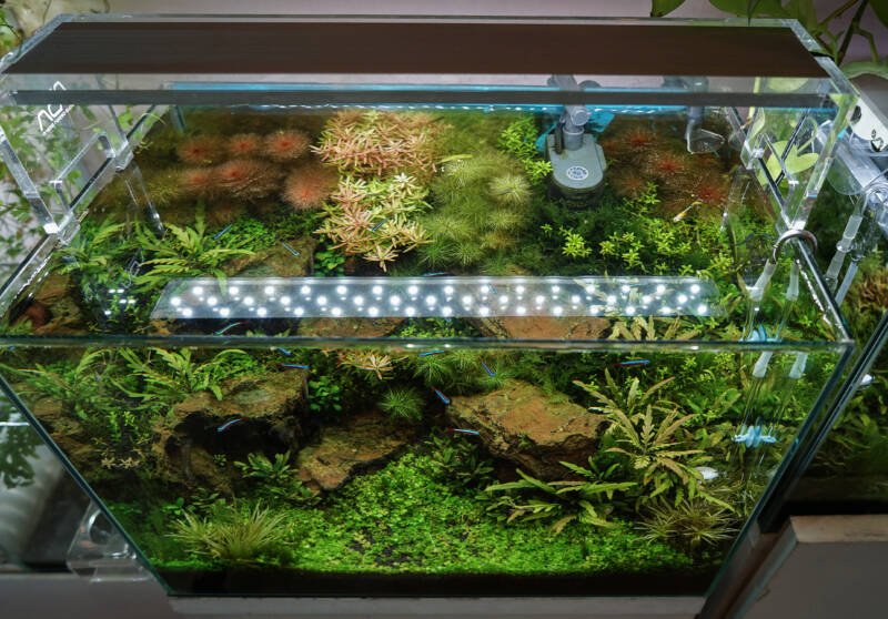 Freshwater planted glass aquarium