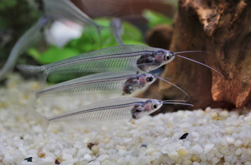 A school of Kryptopterus vitreolus commonly known as glass catfish swimming in a freshwater aquarium close to the bottom