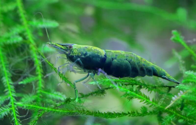 Neocaridina davidi variation green jade shrimp on aquatic plants in a freshwater aquarium