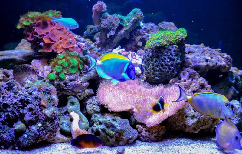 Saltwater aquarium decorated with rocks, corals and marine fish