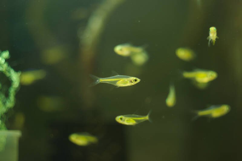 School of Microdevario kubotai also known as kubotai rasboras or green neon rasboras swimming in aquarium