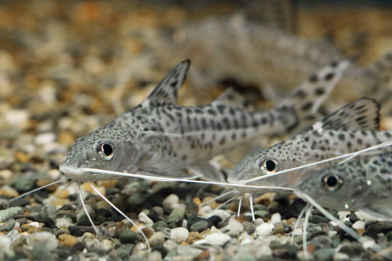 A school of Pimelodus pictus also known as oictus catfish on gravel bottom in a freshwater aquarium 