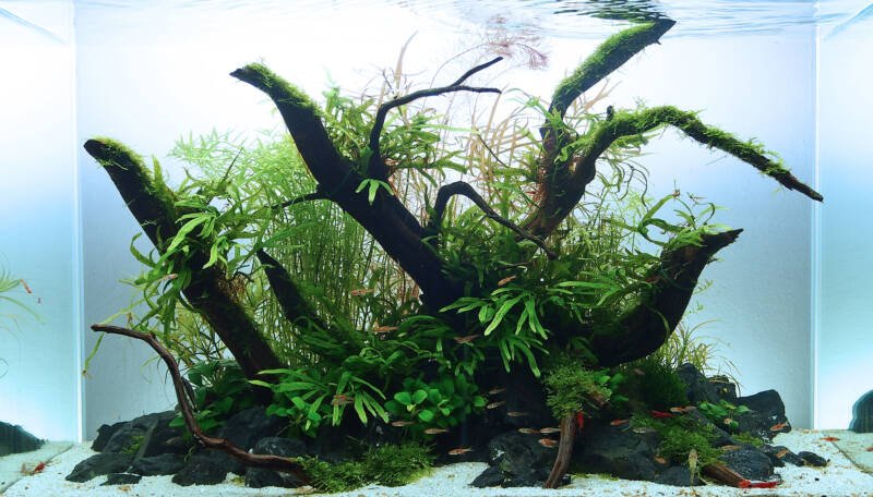 Planted freshwater aquarium set-up decorated with driftwood