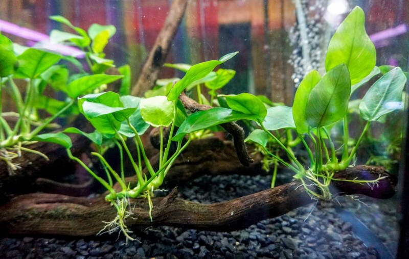 Anubias nana plants attached to a driftwood in a freshwater tank