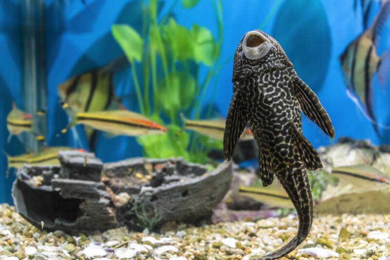 Plecostomus attached to aquarium glass in a community tank