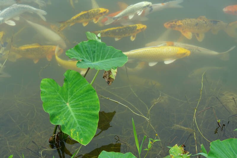 Fancy carps swimming in a pond with plants