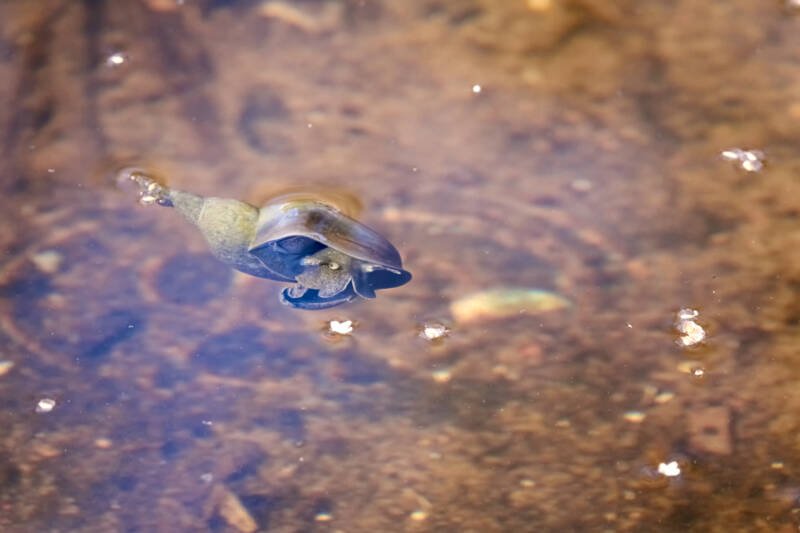 Pond snail swimming in the wild