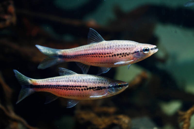 A couple of rasbora cephalotaenia also known as porthole rasbora swimming together in a freshwater aquarium