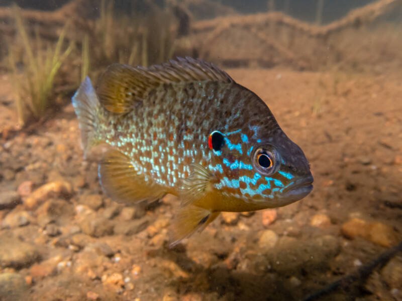 Pumpkinseed sunfish guarding its spawning site in a lake in north Quebec, Canada