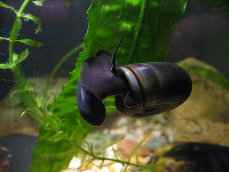 Ramshorn snail swimming in a home aquarium