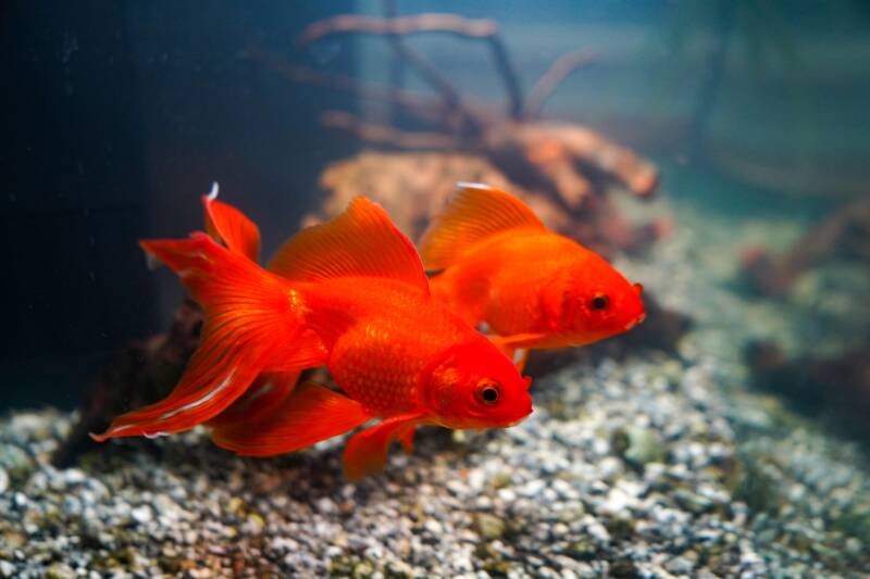 A pair of red goldfish swimming in aquarium