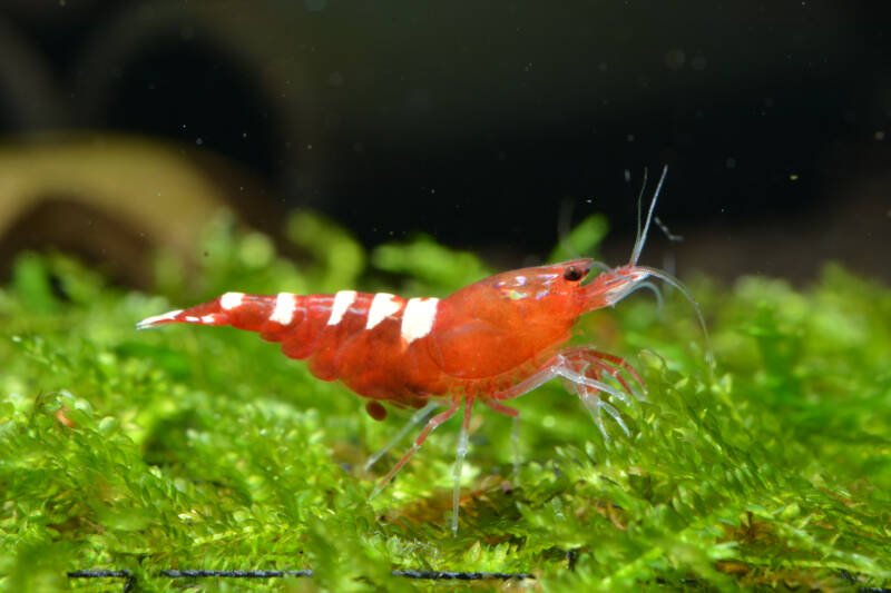 Caridina cf. cantonensis var. red Pinto staying on a plant in a freshwater aquarium