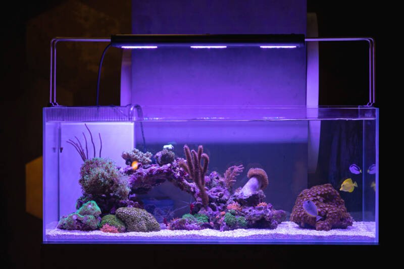 Reef tank with life rock