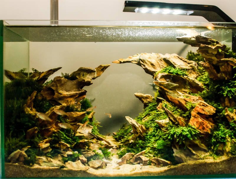 Freshwater nano aquascape with dragon rocks