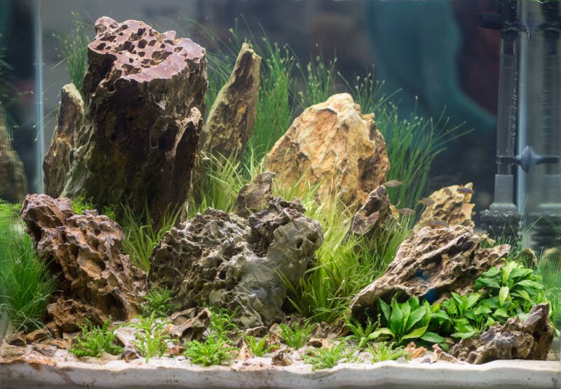 Freshwater aquarium with professional rock aquascape