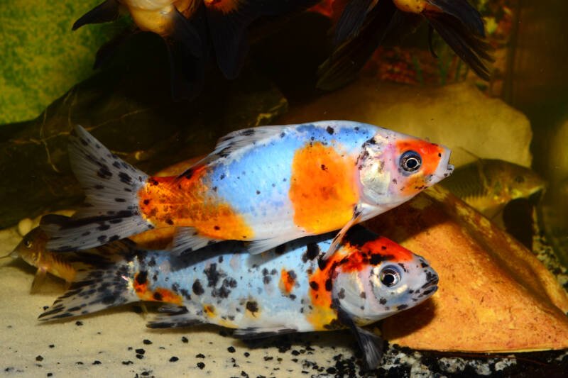 Pair of London shubunkin goldfish in cold freshwater aquarium
